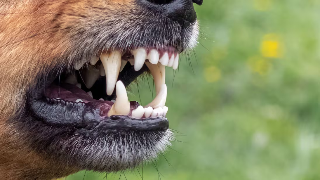 Know Your Rights: Dog Bites
